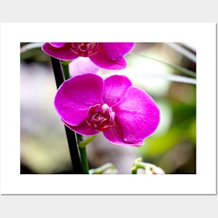 Orchid Posters and Art